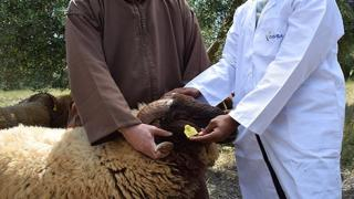 بـ857 مليون سنتيم | مكتب “أونسا” يطلق صفقة ضخمة لترقيم أضاحي العيد