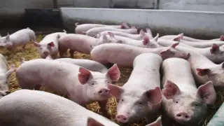 لأول مرة | روسيا تصدر 22.2 طناً من “أمعاء الخنازير” إلى المغرب