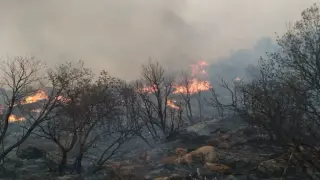 إقليم بركان | حـ ـريق غابوي يأتي على 25 هكتارا بمنطقة “عين ألمو” + صور