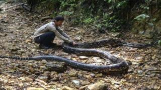 إندونيسيا | ثعبان بطول 5 أمتار يبتلع امرأة في قرية وسط البلاد
