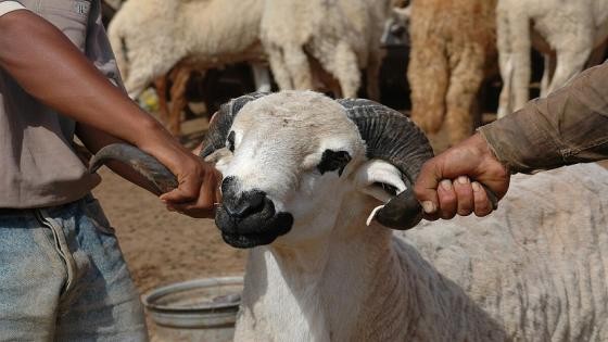 العيون | نقل خروف يتسبب في سحب رخصة سائق “تاكسي”