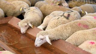 حتى نهاية مارس 2026 | المغرب يمنع رسميا ذبح إناث الأغنام والماعز