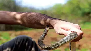 إقليم جرسيف | لذغة أفعى ترسل عشرينيا من “الصباب” للمستشفى