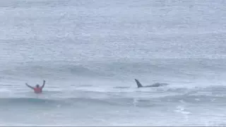 قبالة سواحل طنجة | حيوان الأوركا يُغرق قاربا والغموض يلف إختفاء صياديْن مغربيين