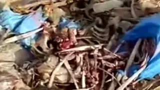 إقليم تازة | الحبس لناشر فيديو شائعة “عظام الحمير” بـ”واد أمليل”