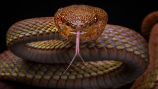 في ظرف يومين | أفعى سامة تقتل طفلا ووالده نواحي الصويرة