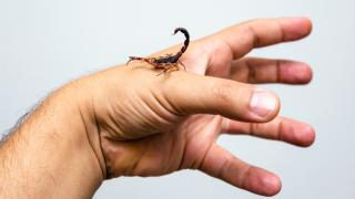 جرسيف | لذغة عقرب ترسل تلميذة بداخلية المستقبل للمستشفى الإقليمي