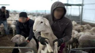 إقليم جرسيف | الدرك يحقق في واقعة سرقة حوالي 20 رأسا من الأغنام بدوار سيدي بنجعفر