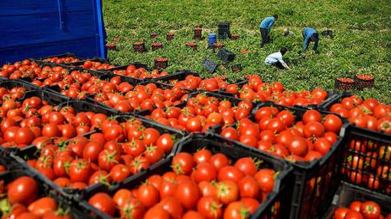 بالأسواق المغربية | البرد والتصدير يُعيدان أسعار الطماطم إلى حاجز الـ10 دراهم