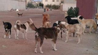 الترقيم و التعقيم | الداخلية تخصص 80 مليون درهم لمحاربة الكلاب الضالة