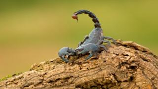 جرسيف | لدغة عقرب ترسل أربعينية للمستشفى الإقليمي