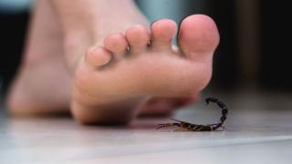 إقليم شيشاوة | لدغة عقرب سامة تسلب حياة شاب ثلاثيني